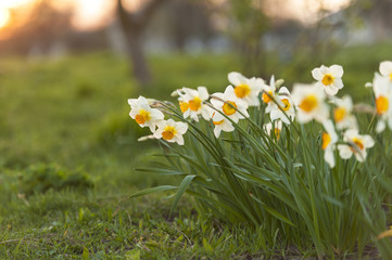 A bunch of daffodils growing in spring.