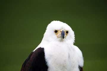 Weißkopfseeadler