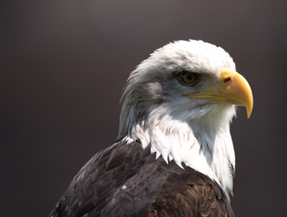 Weißkopfseeadler