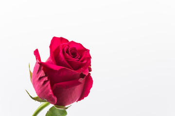 red rose