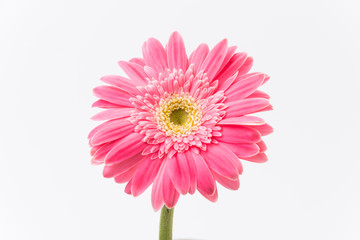 Pink gerbera flower