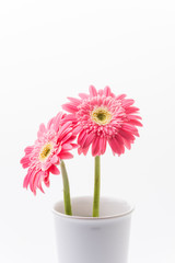 Pink gerbera flower