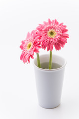 Pink gerbera flower