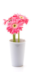 Pink gerbera flower