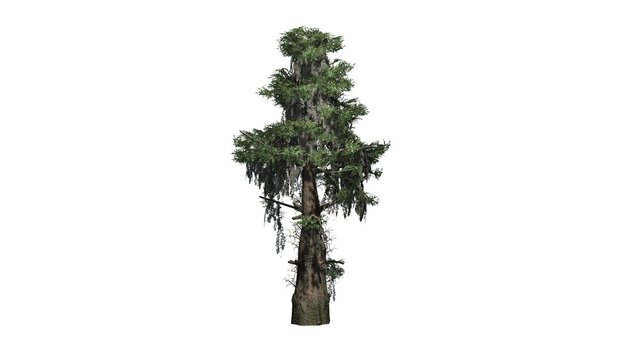 bald cypress tree  - separated on white background