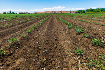Agricultural field
