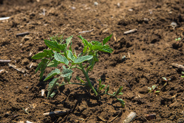 Agricultural field