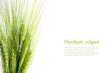bouquet of green barley ears isolated on white background, sampl