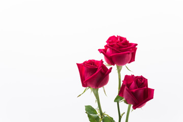 Fototapeta premium red rose