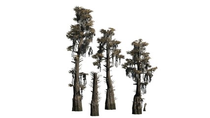 bald cypress tree cluster - separated on white background