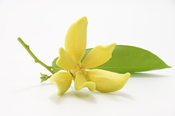 Obraz premium Yellow flower of Bhandari on white background.