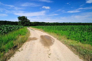 Fototapeta na wymiar Rural road through the green corn field