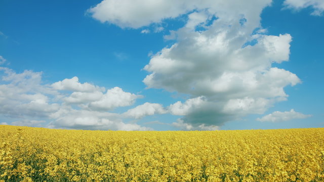 Summer Landscape with Rape Field on the Background of Beautiful