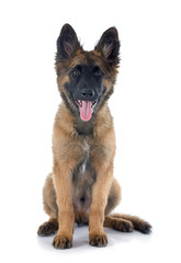 Belgian Shepherd Tervuren