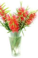 Red bottle brush flower isolated on white background, Scientific