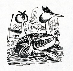 Great crested grebe (Podiceps cristatus)