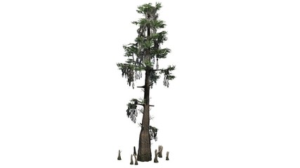 bald cypress - separated on white background