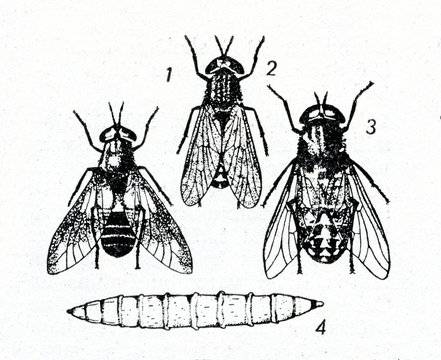 Horse-flies: Haematopota 1, Chrysops 2, Tabanus 3