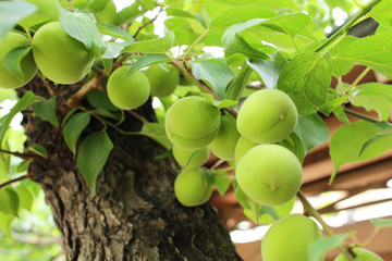 Plum fruit