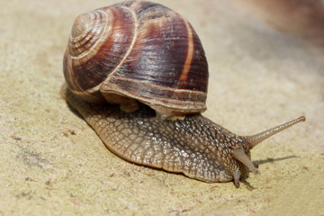 Snail
