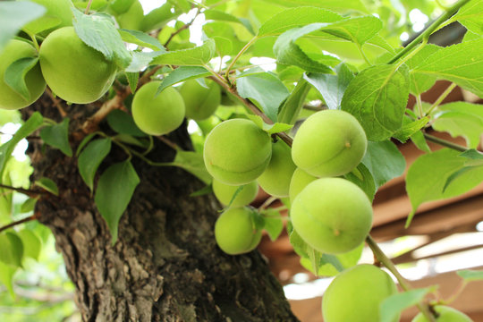 Plum fruit