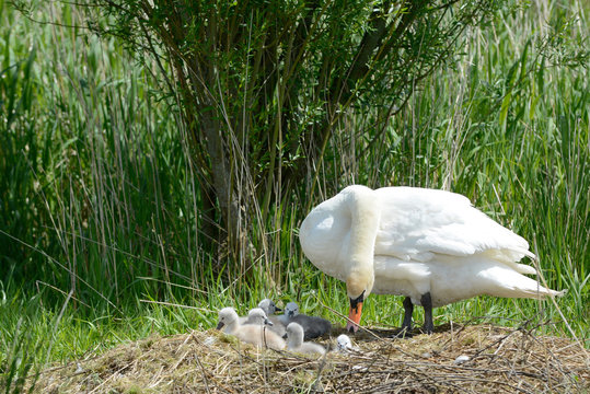 swan with ducklings in the nest 