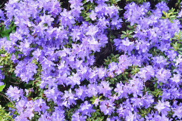 Obraz premium purple rhododendron flowers