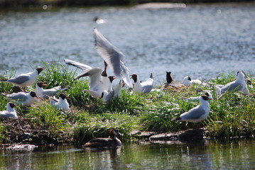 Black-headed Gull colony on a small island in sweden