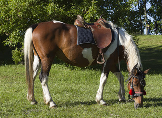 Horse Nibbling Grass