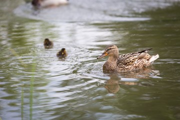 Mallard ducks swimming