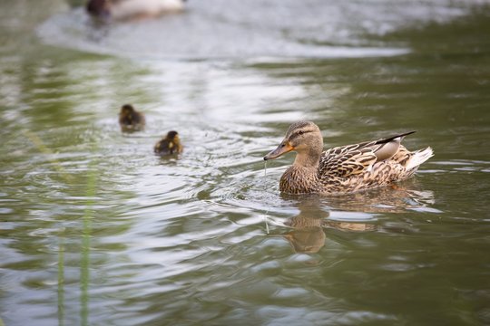 Mallard ducks swimming