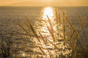 Seashore grass closeup at sunset