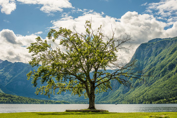 Green tree standing by the lake, beautiful landscape