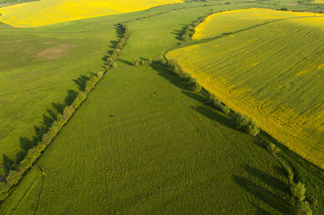 Aerial view on yellow fields
