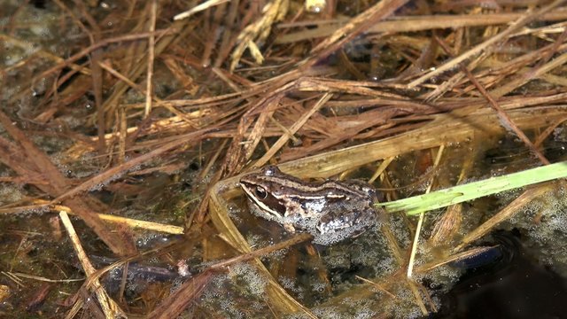 moor frog lying in the water