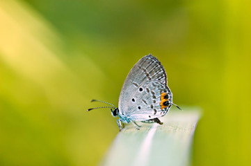 butterfly on leaf