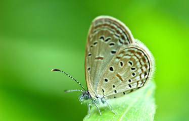 butterfly on green leaf