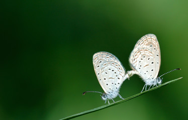 Butterfly breeding on green leaf