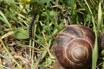 Snail