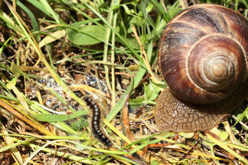 Snail