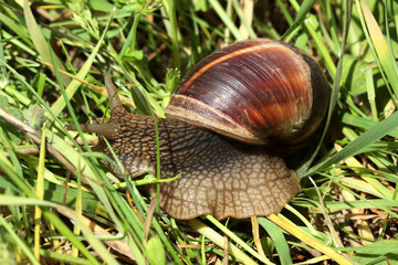 Snail
