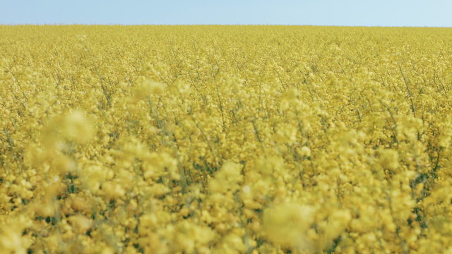 Field of rapeseed against sky with clouds. Rec focus