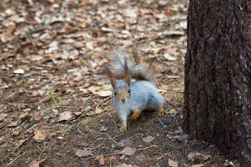 squirrel sits near a tree and looks at the photographer