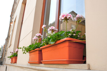 blooming flowers on the windowsill at home