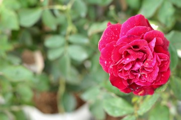 Vintage roses at the nature