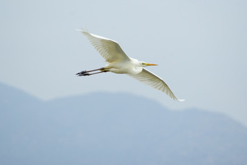 Great Egret (Ardea alba egretta)