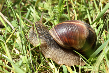 Snail