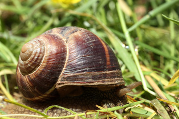 Snail
