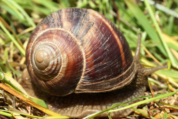 Snail