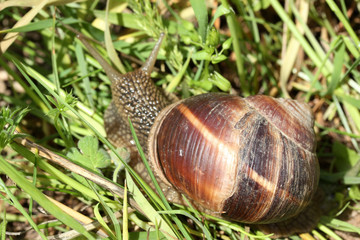 Snail